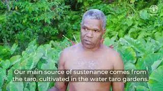 FAO Version Vanuatu Water Taro irrigation