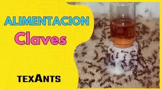 🚩Como Alimentar Hormigas CLAVES para la alimentacion - PROTEINA - NECTARES -🔥Para diversas especies