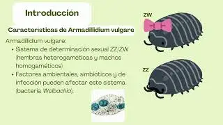 Determinaci&oacute;n del sexo en Armadillidium vulgare