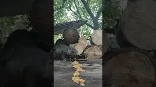 Hungry squirrel