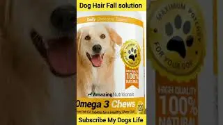 dog hair fall solution