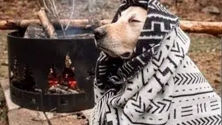 Living in the winter mountain silence with dogs in a bushcraft shelter is my way of life