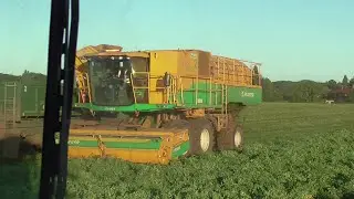 pea vining ludham norfolk 7 july 2022