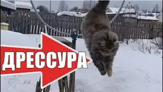 Самая умная кошка в мире дрессировка / The smartest cat in the world training