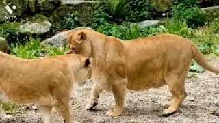 ss bisht vines video| lion 🦁 very most lion King animation| ssbisht