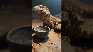 How to deal with stuck shed on a reptile