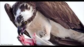 A Hungry 4th of July Male Osprey at Tullytown Cove