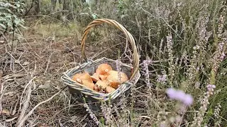 Niscalos Fresquisimos 🍄🍄🍄 y sorpresa de Boletus🍄!