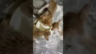 Mano Rani Cat🐱 Babies, Kitten🐱drinking milk🥛,viral meme😂#cat#meme#funny#pet#animal#sound#trend#viral