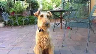Video #5; Leia the Airedale Find!