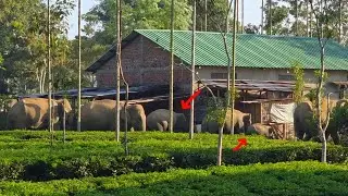 23 January 2026 #assam #animals #wildlife 