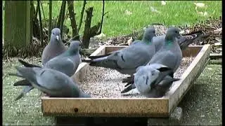 欧鸽 Stock Dove  Columba oenas