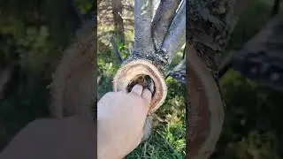 Rotten apple tree still growing apples 🍎