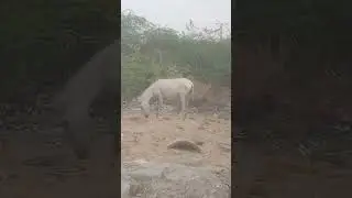 #thar #donkey #animals #road