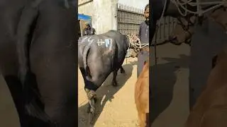 🚨🐃 Slaughter House First Gate! Andar Ka Safar Shuru 😰 #shorts #trending #viral