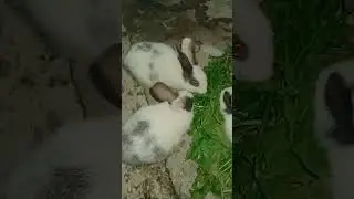 #rabbit #mycuterabbit #animal #entertainment #bunny #mybunny #funny #mammal #cute #pet 🐰🐇🐰🐇🐇