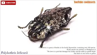 020 Polybothris lelieurii, Madagascan Silver back Jewel beetle, 은빛섬비단벌레 (E)