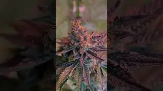 Reicht hier noch eine Bl&uuml;tewoche f&uuml;r die Cannabisernte oder soll ich noch warten ?