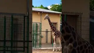 Зоопарк в Чехии. Город Плзень ❤️🦒
