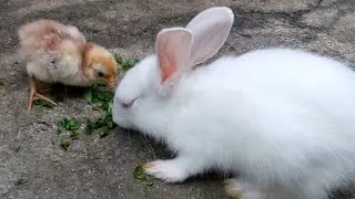 Cute Bunny Rabbit With Baby Chicken