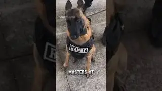 How Dogs KNOW Who's a Good Person? 🤫🐕 #shorts