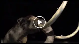 An ancient mastodon ignited a debate over humans' arrival in North America