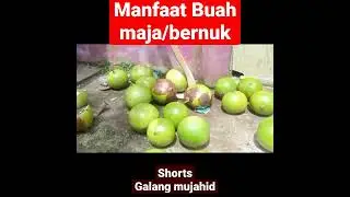Banyak yang Tak tau Khasiat Buah Maja Untuk Kesehatan #shorts