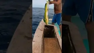 Limit out ✅ #fishing #offshore #mahimahi #dolphin