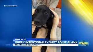 Puppy intentionally shot at Kapolei homeless encampment sparks police investigation