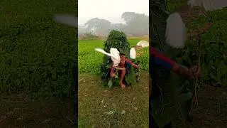The old technique of catching birds in paddy fields,🥰التقنية القديمة لصيد الطيور في حقول الأرز 😱😱