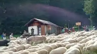 Sosta ad Antruiles prima della super transumanza verso Malga Fosses (Cortina d'Ampezzo)