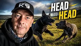 Two Powerful Dogs Go Head to Head in the Countryside