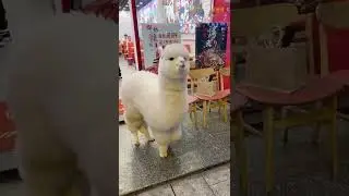 Alpaca Gear #shorts #trending #viral #viralvideos