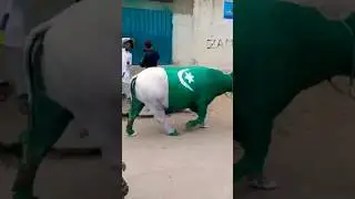 Pakistan 🇵🇰 flag cow 🐄 meri taraf agaya omg 😱 #love #cow #horse #cowhorse 🐄 🐄 🐄 🐄