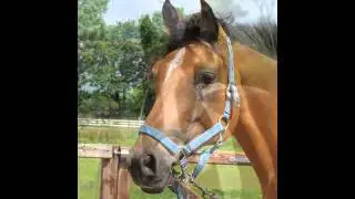Alle Manegepaarden Van Manege de Hoef !