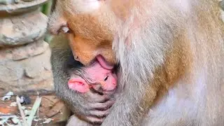 Live: Newborn Baby Monkey Gently Tries to Drink Milk During Early Feeding Time 🍼🐒