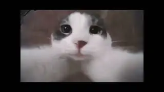 Cat kiss on camera ❤️ #catkisses #cat #kiss