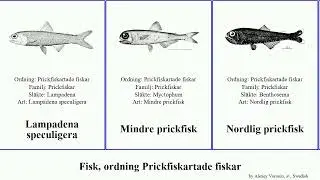 Fisk, ordning Prickfiskartade fiskar fish Mindre Myctophiformes Kindprickfisk Lebowitz Nordlig Dan