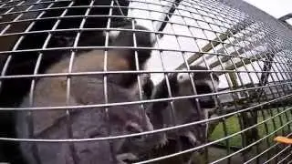GoPro hero 4 : Longleat Safari ( mans pirmais ...vid. )