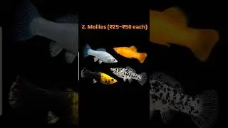 Best Beginner Fish Under ₹100