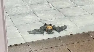 Rescuing a flying-fox in an atrium:  this is Radio