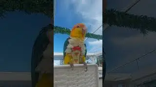    Felix#charot#chat #chaton   #parrots #miniparrot  #caiques  #oiseau # Exotic #cats #persan 🦜🐱
