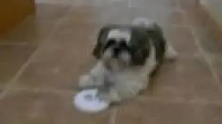 Frisbee Shih-tzu (Bubba)