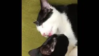 Alfie & Charlie, Best Buddies