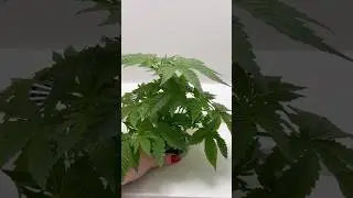 Strawberry Cookies Update/ Growing like crazy #heyabby #cannabis #marijuana #hydro #420 #photoperiod