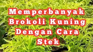 Cara Memperbanyak Tanaman Hias Brokoli Kuning Dengan Cara Stek