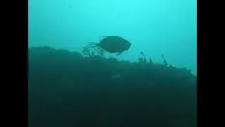 Le Tiboulen du Frioul