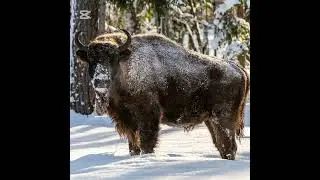 Wild Bison in Winter! Journey to the Knyszyńska Forest  Poland Europe ❄️🦬 