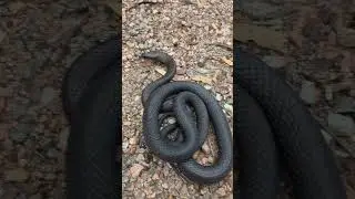 Dugite release