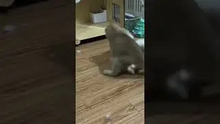 fighting cats#animalsafe#viralshorts